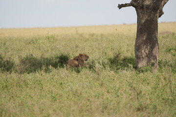 female lion, lioness, laying in the shade of a tree in the serengeti national park tanzania, wallpaper background