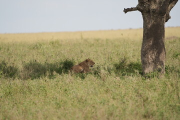 female lion, lioness, laying in the shade of a tree in the serengeti national park tanzania, wallpaper background