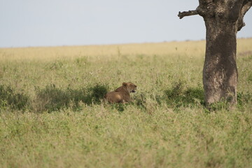 female lion, lioness, laying in the shade of a tree in the serengeti national park tanzania, wallpaper background