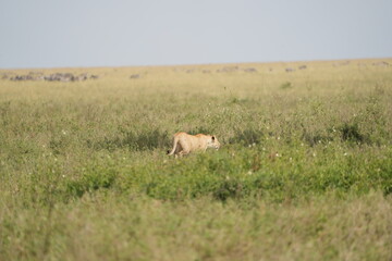 lioness prowling over the plains of the serengeti national park tanzania, lioness walking through high grass