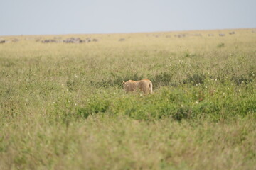 lioness prowling over the plains of the serengeti national park tanzania, lioness walking through high grass