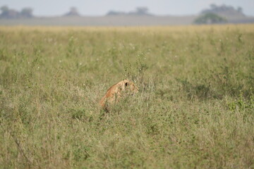 lioness sitting in the high grass of the serengeti national park in tanzania