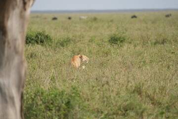 lioness sitting in the high grass of the serengeti national park in tanzania