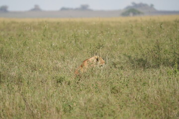 lioness sitting in the high grass of the serengeti national park in tanzania