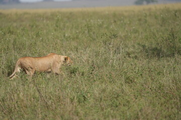 lioness prowling over the plains of the serengeti national park tanzania, lioness walking through high grass