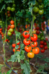Ripe and green tomatoes growing in greenhouse