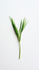 Fototapeta premium Delicate Green Foliage, A Minimalist Nature Print