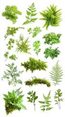 Collection of Lush Green Plants and Ferns