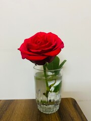 Fototapeta premium roses in a vase