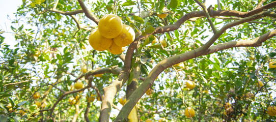 Large branch of mature grapefruit tree load of ripe pomelos under clear blue sky ready to harvest in Hanoi, hanging Dien citrus heirloom grapefruit fruits branch at homegrown backyard garden