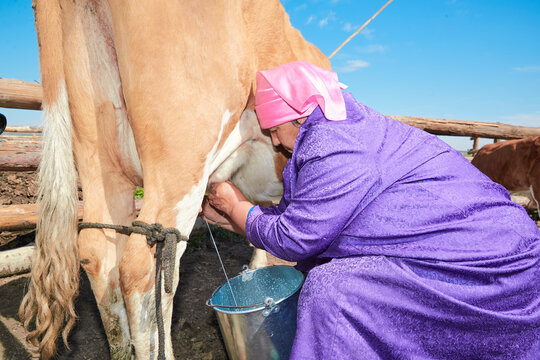 Middle-aged and elderly Mongolian women milking cows on grassland