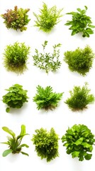 Obraz premium A Collection of Lush Green Plants for Your Home or Aquarium