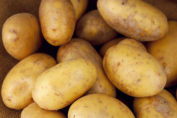 Close up of many fresh organic potatoes on jute sack, harvest of large natural potatoes