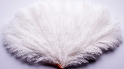 Elegant White Ostrich Feathers  Soft Plume Fan  Soft Texture  Light Background