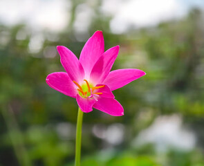 Fototapeta premium pink and white flower