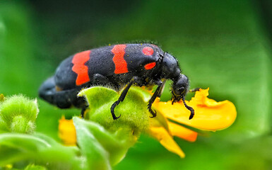 bug on a flower