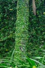 Dollar creeper is a species of climbing plant originating from the Genus ficus. Creeping fig. Ficus pumila. green forest. 