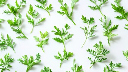 Obraz premium Fresh Green Herb Leaves Pattern on White Background - A Beautiful Natural Design