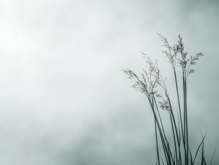 A serene image of tall grasses against a muted, cloudy background, evoking tranquility.
