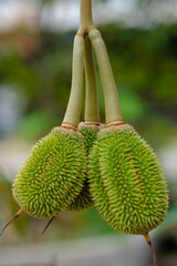 Durian is the name of a tropical plant originating from Southeast Asia, as well as the name of its edible fruit. Durio zibethinus. young durian fruit.