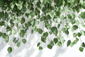 Delicate Green Leaves Cascading Against a White Wall - A Symphony of Nature's Elegance
