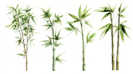Delicate Bamboo Illustrations in Watercolor Style: Collection of Botanical Art
