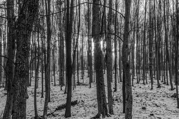 Fototapeta premium Landscapes - Forest - Europe, Romania, Suceava region 