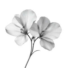 Fototapeta premium Bladder Senna wild flower in black and white color on transparent background