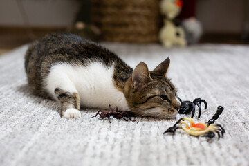 Cat playing with toys. Spiders toys for pets