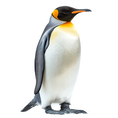 A stunning portrait of a king penguin standing upright, showcasing its vibrant colors and sleek feathers.