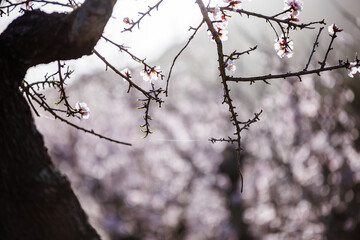 Almond trees in blossom in the Jalón valley