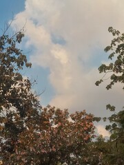 clouds and trees