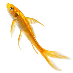 Fototapeta premium Stunning goldfish swimming gracefully, showcasing its vibrant golden color and elegant fins, perfect for aquaculture and pets.
