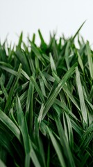 Lush Green Grass Blades  Nature Border  Spring  Fresh  Organic  White Background