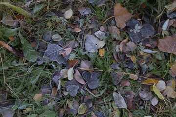 Frost-covered leaves on the grass, many different types and sizes of leaves lying in a patchy green lawn