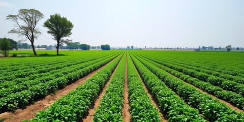 A panoramic view of lush green fields with rows of various crops grown using modern organic farming practices, agriculture, rows