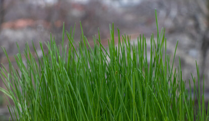 Vibrant Close-Up of Fresh, Healthy Wheatgrass Blades