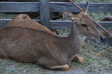 Deer are eating in the deer enclosure