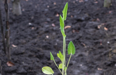 The sprout of the Rumex acetosa plant, which is just emerging from the black soil in an urban garden