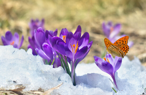 Spring snowdrops flowers violet crocuses ( Crocus heuffelianus ) with orange butterfly on snow in the sunlight with space for text