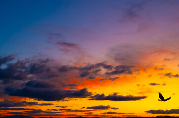 Colorful sunset with a bird in flight against a vibrant sky