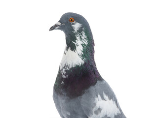 graceful pigeon ( English Pouter) isolated on white background