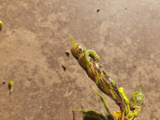 Pod borer attack on pigeon pea pod. Maruca vitrata is a tropical pest that damages legume crops. Its other names Maruca pod borer, bean pod borer, soybean pod borer, mung moth and legume pods borers.
