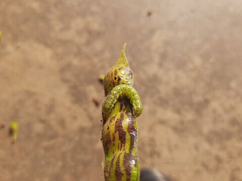 Pod borer attack on pigeon pea pod. Maruca vitrata is a tropical pest that damages legume crops. Its other names Maruca pod borer, bean pod borer, soybean pod borer, mung moth and legume pods borers.
