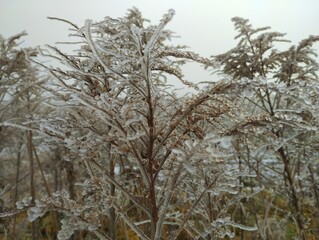 Frozen yellow dry grass covered with a thin layer of ice. Frozen grass in ice. Natural backgrounds and textures.