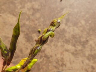 Pod borer attack on pigeon pea pod. Maruca vitrata is a tropical pest that damages legume crops. Its other names Maruca pod borer, bean pod borer, soybean pod borer, mung moth and legume pods borers.
