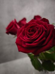 Blooming red roses, a symbol of love and romance in prague Valentines day holidays copy space