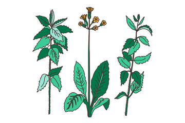 Hand drawn botanical plants and flowers isolated on white background. Drawing floral bouquet vector illustration. Trendy graphic design for wedding invitation greeting card poster flyer event product