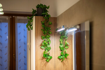 Decorative interior detail of a bathroom space. A wooden cabinet is adorned with a cascading artificial green vine plant, adding a touch of natural elegance. 