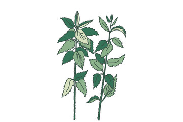 Fototapeta premium Hand drawn botanical plants and flowers isolated on white background. Drawing floral bouquet vector illustration. Trendy graphic design for wedding invitation greeting card poster flyer event product